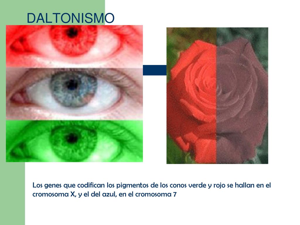 DALTONISMO Los genes que codifican los pigmentos de los conos verde y rojo se hallan en el cromosoma X, y el del azul, en el cromosoma 7.