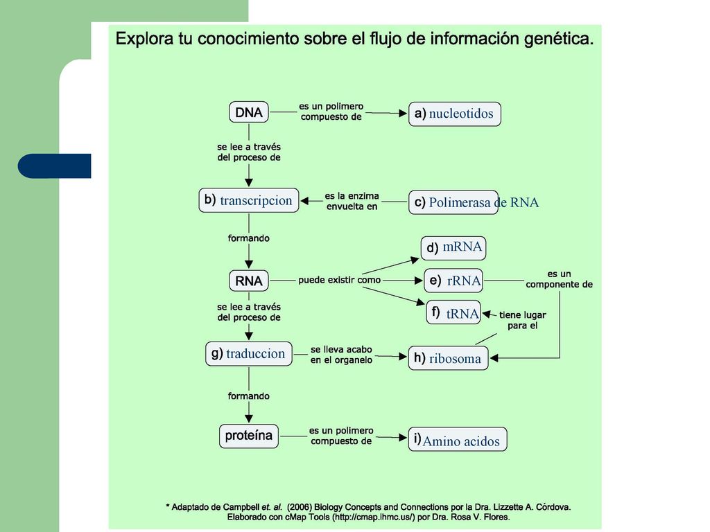 nucleotidos transcripcion Polimerasa de RNA mRNA rRNA tRNA traduccion ribosoma Amino acidos