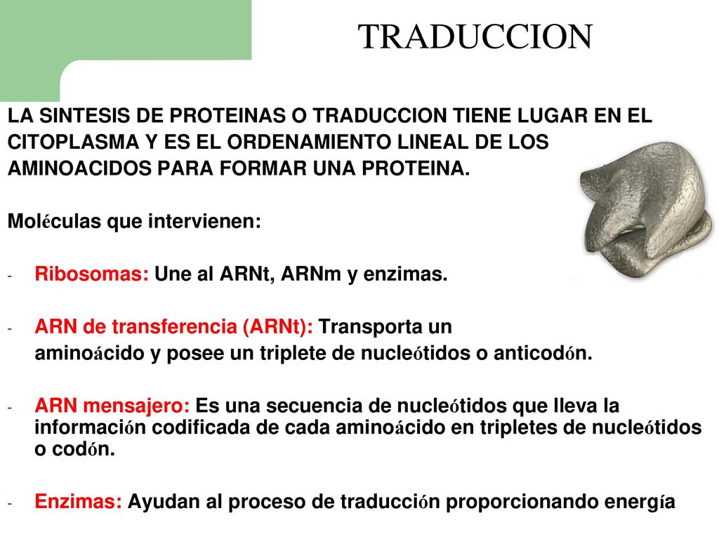 TRADUCCION LA SINTESIS DE PROTEINAS O TRADUCCION TIENE LUGAR EN EL
