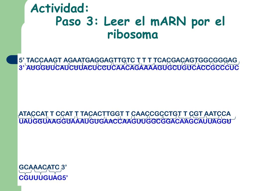 Actividad: Paso 3: Leer el mARN por el ribosoma