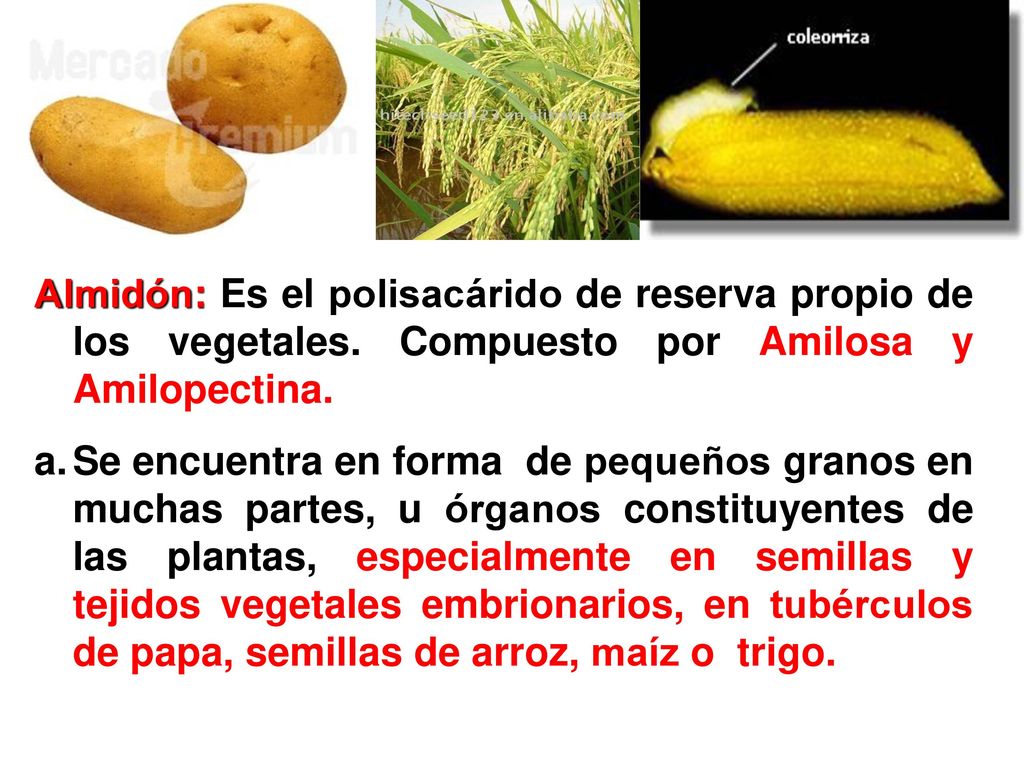 Almidón: Es el polisacárido de reserva propio de los vegetales