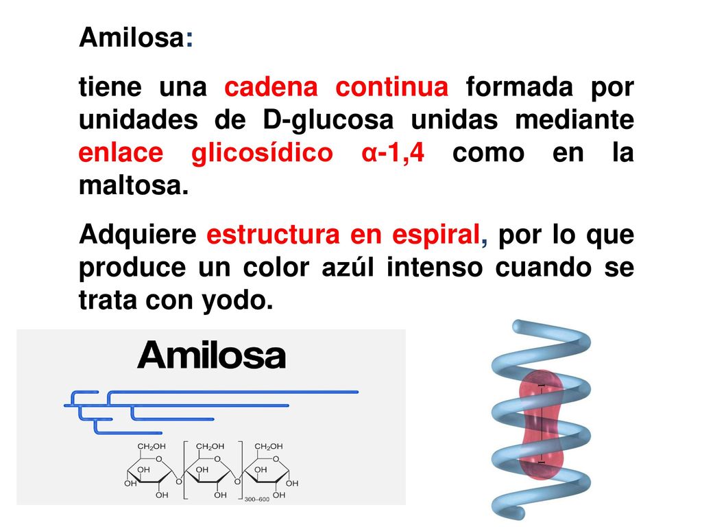 Amilosa: tiene una cadena continua formada por unidades de D-glucosa unidas mediante enlace glicosídico α-1,4 como en la maltosa.
