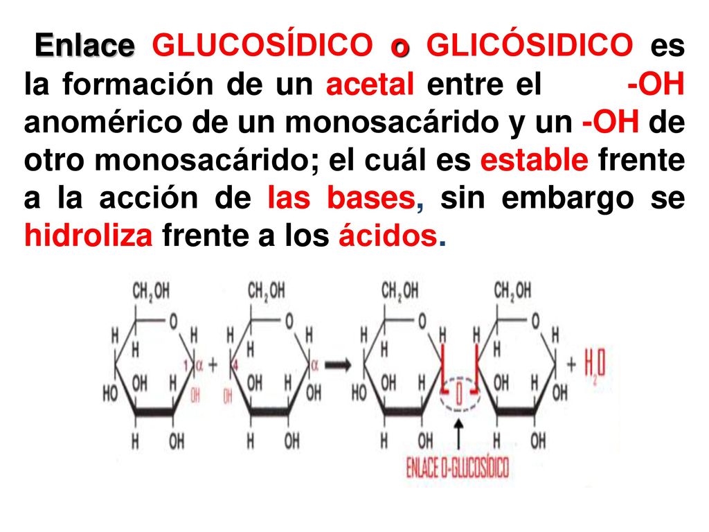 Enlace GLUCOSÍDICO o GLICÓSIDICO es la formación de un acetal entre el -OH anomérico de un monosacárido y un -OH de otro monosacárido; el cuál es estable frente a la acción de las bases, sin embargo se hidroliza frente a los ácidos.