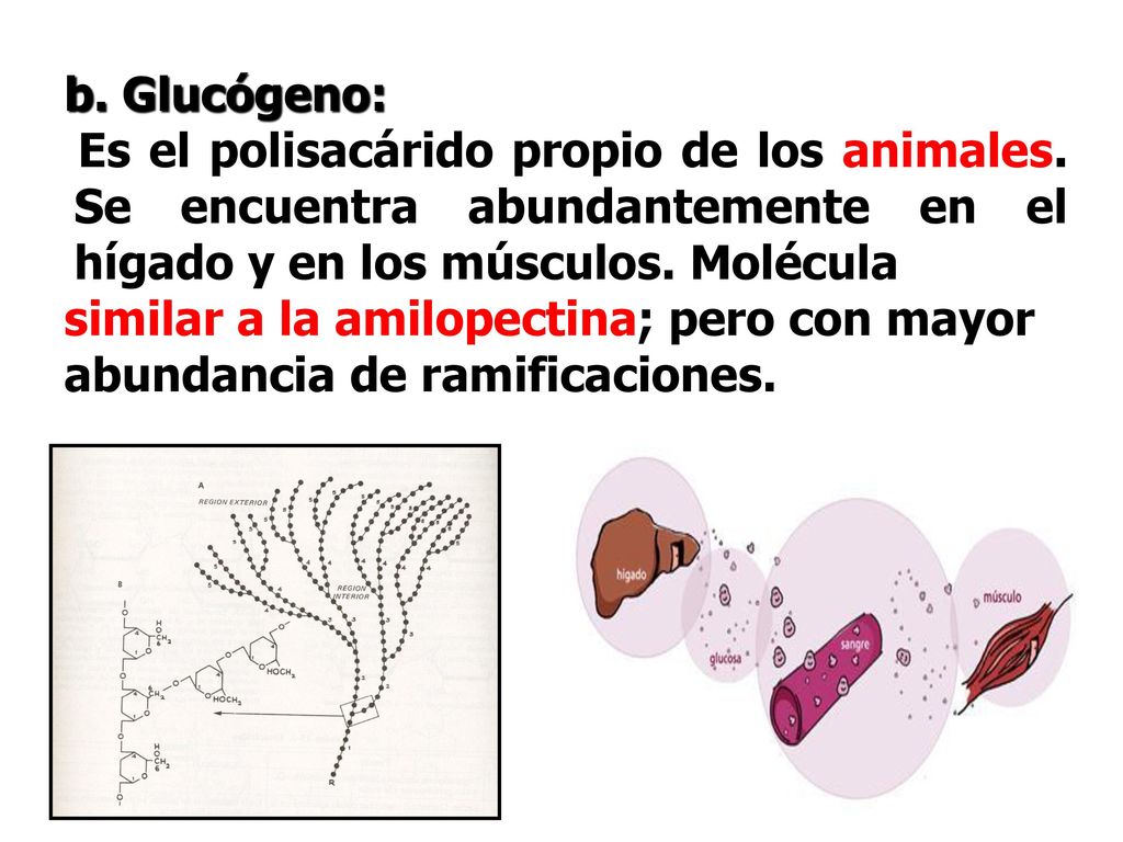 b. Glucógeno: Es el polisacárido propio de los animales. Se encuentra abundantemente en el hígado y en los músculos. Molécula.
