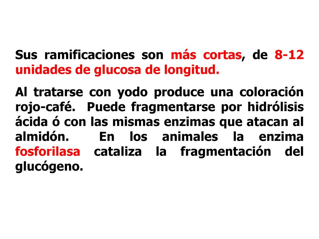 Sus ramificaciones son más cortas, de 8-12 unidades de glucosa de longitud.