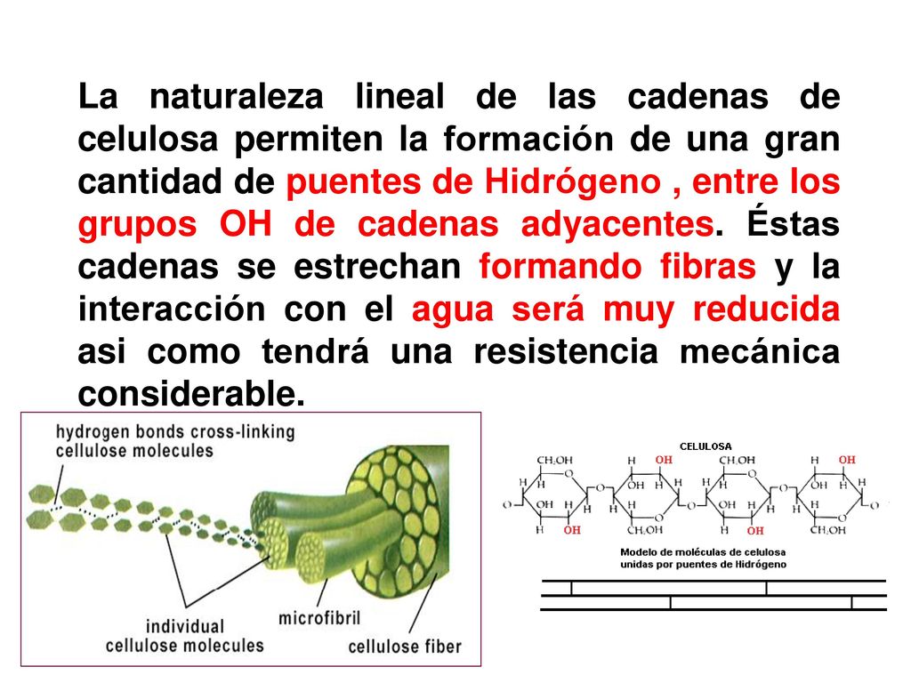 La naturaleza lineal de las cadenas de celulosa permiten la formación de una gran cantidad de puentes de Hidrógeno , entre los grupos OH de cadenas adyacentes.