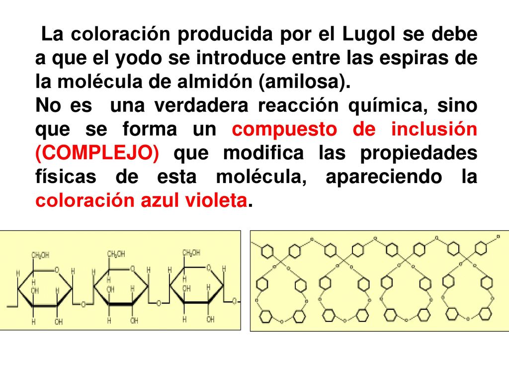 La coloración producida por el Lugol se debe a que el yodo se introduce entre las espiras de la molécula de almidón (amilosa).