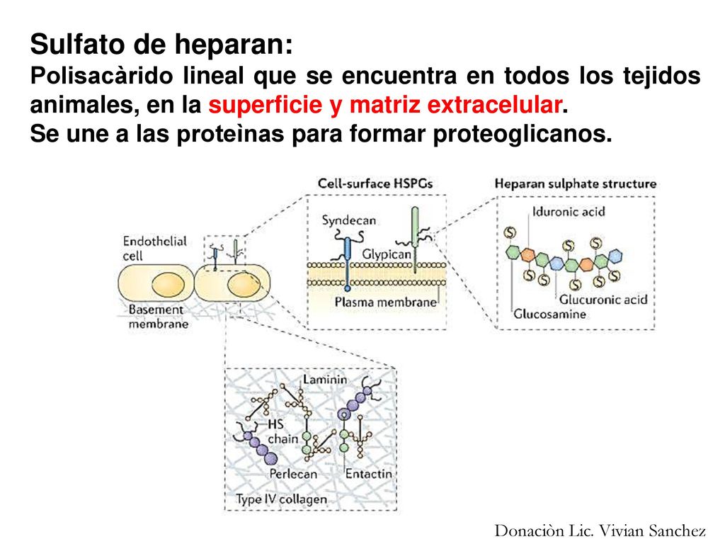 Sulfato de heparan: Polisacàrido lineal que se encuentra en todos los tejidos animales, en la superficie y matriz extracelular.