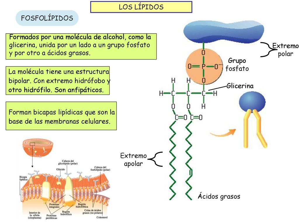 LOS LÍPIDOS FOSFOLÍPIDOS. Formados por una molécula de alcohol, como la glicerina, unida por un lado a un grupo fosfato y por otro a ácidos grasos.