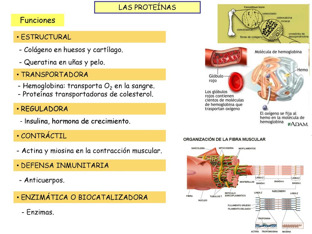 Funciones LAS PROTEÍNAS ESTRUCTURAL - Colágeno en huesos y cartílago.