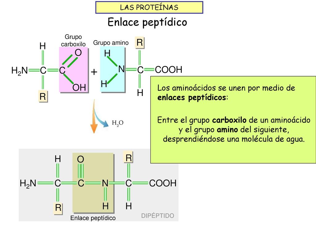 + Enlace peptídico R H COOH N C C H R H2N OH O H R C H2N O COOH N H2O