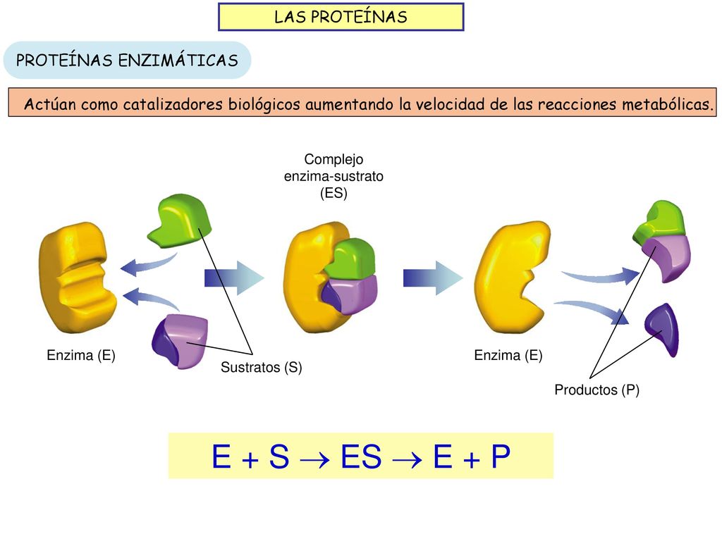 E + S  ES  E + P LAS PROTEÍNAS PROTEÍNAS ENZIMÁTICAS