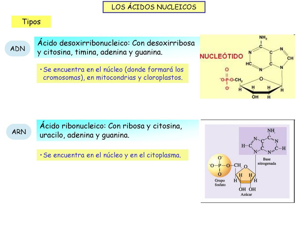 Ácido ribonucleico: Con ribosa y citosina, uracilo, adenina y guanina.