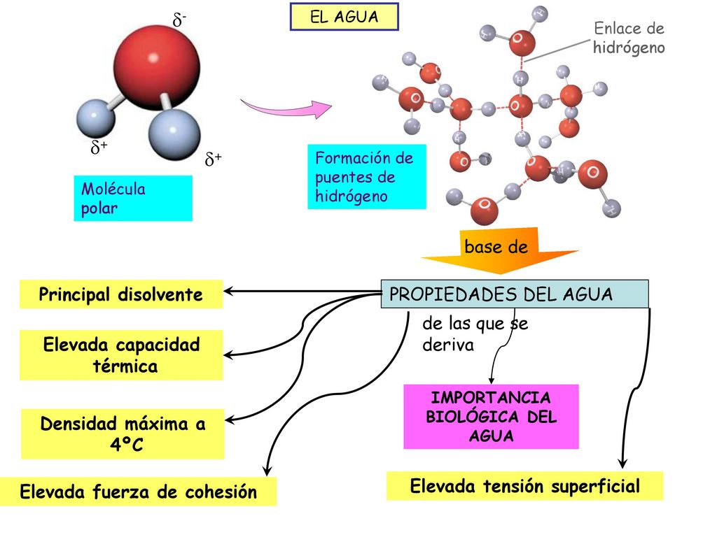 - + + base de Principal disolvente PROPIEDADES DEL AGUA