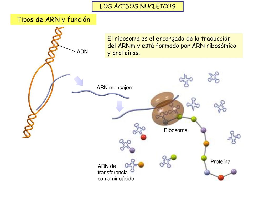 Tipos de ARN y función LOS ÁCIDOS NUCLEICOS