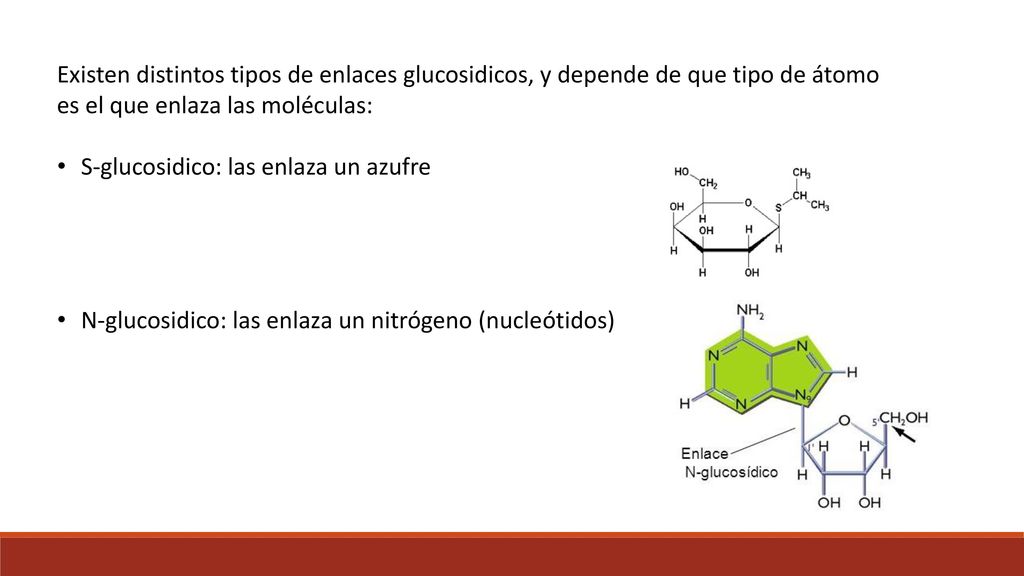 Existen distintos tipos de enlaces glucosidicos, y depende de que tipo de átomo es el que enlaza las moléculas: