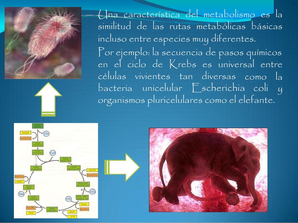 coli Una característica del metabolismo es la similitud de las rutas