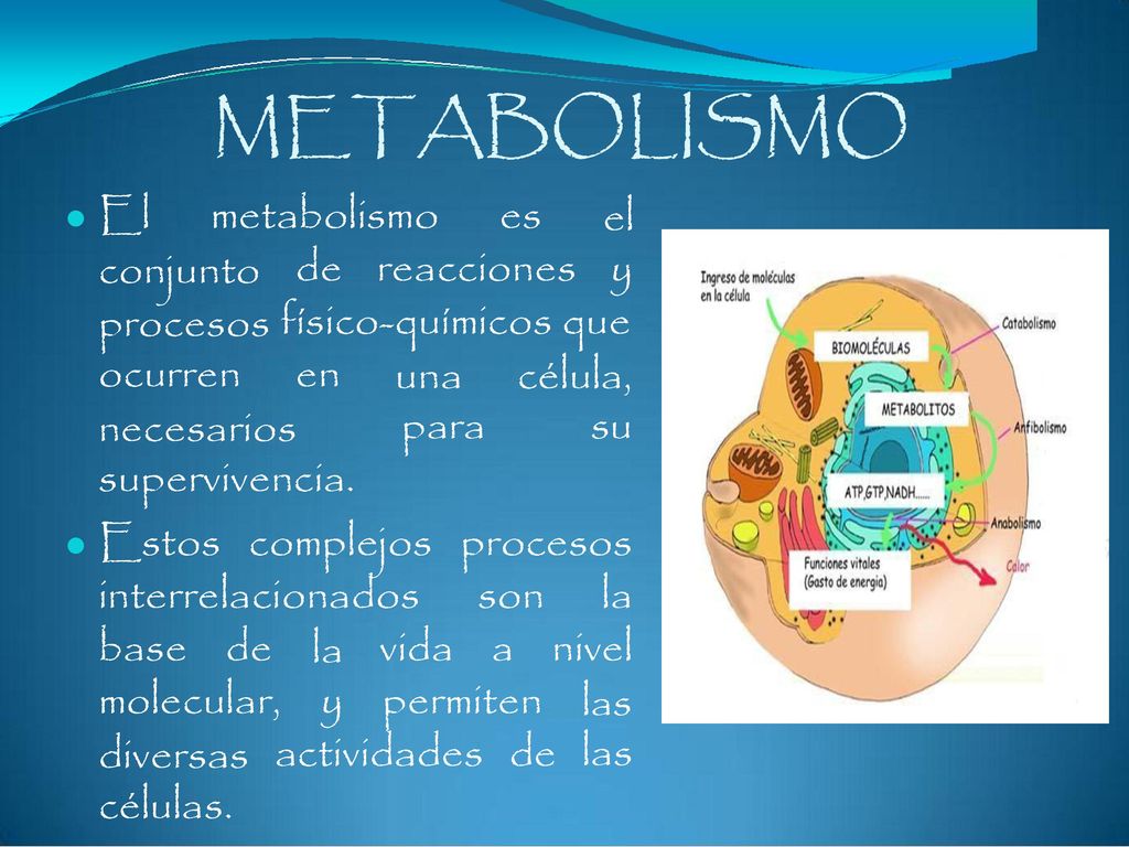 METABOLISMO El metabolismo es el y conjunto procesos ocurren de