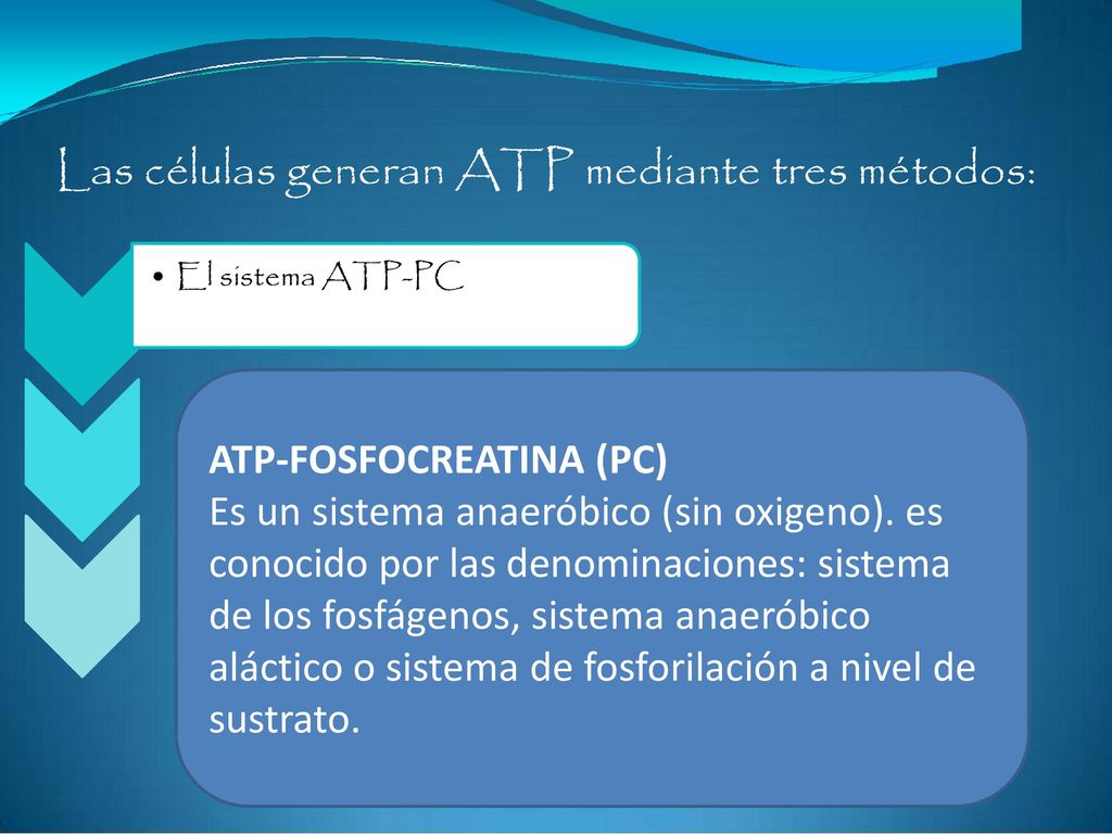 Las células generan ATP mediante tres métodos: • El sistema ATP-PC