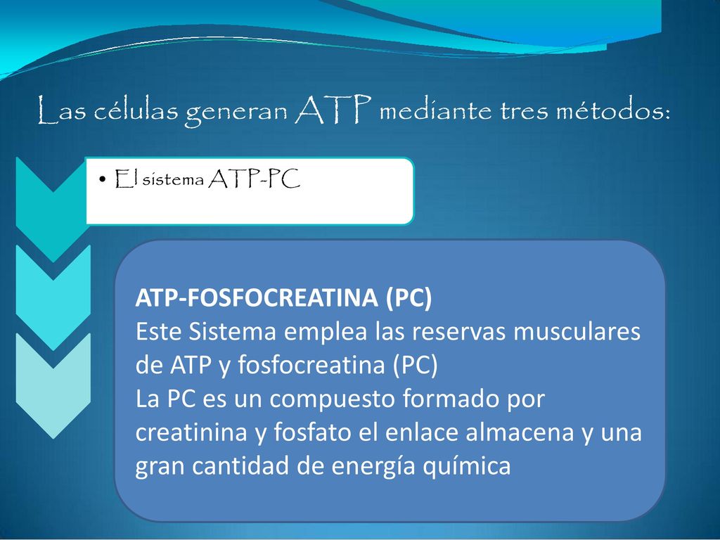 Las células generan ATP mediante tres métodos: • El sistema ATP-PC