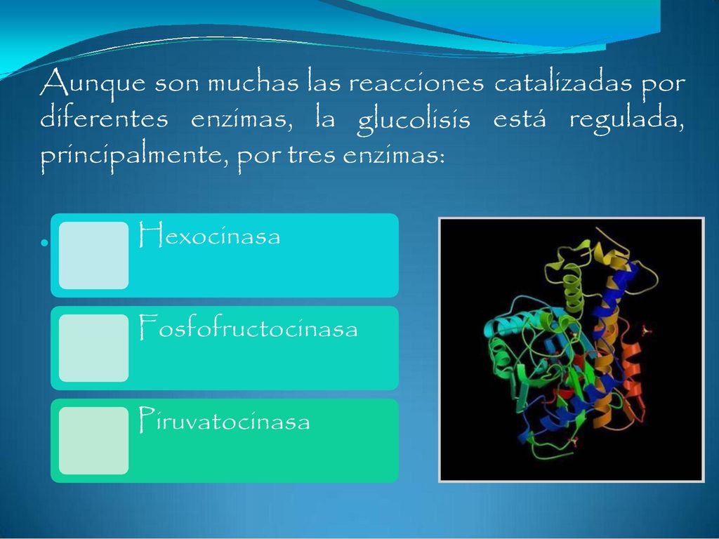 Aunque son muchas las reacciones catalizadas por diferentes enzimas,