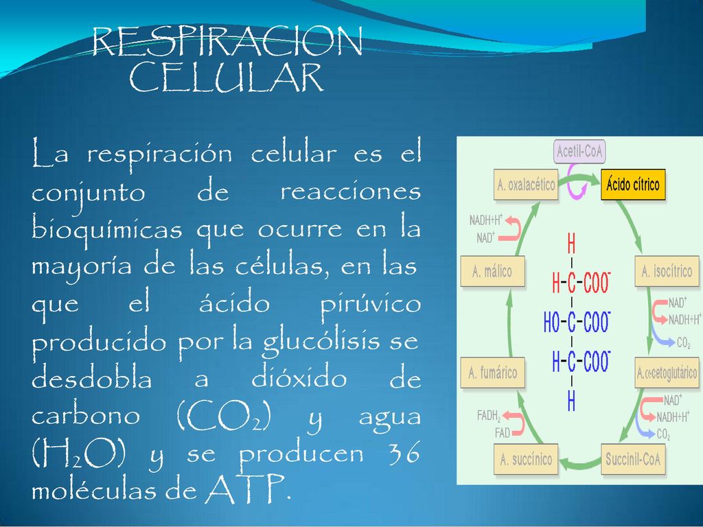 RESPIRACION CELULAR. La. respiración. celular. es. el. conjunto. bioquímicas. mayoría de. de.