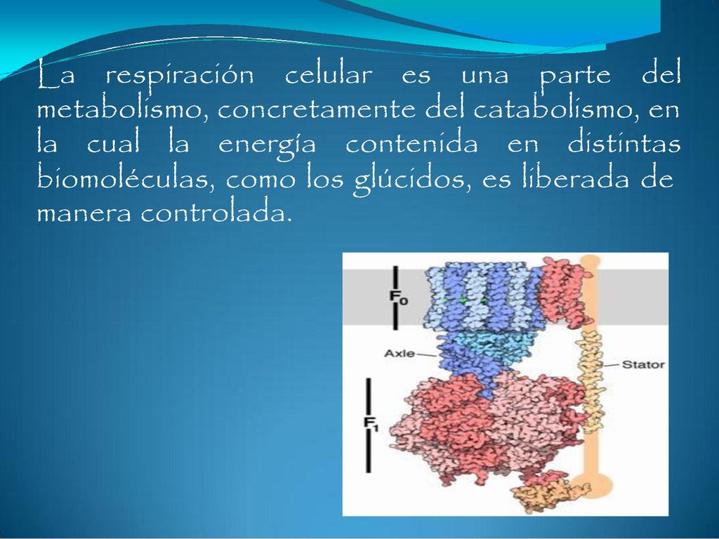La respiración. celular. es. una. parte. del. metabolismo, concretamente del catabolismo, en.