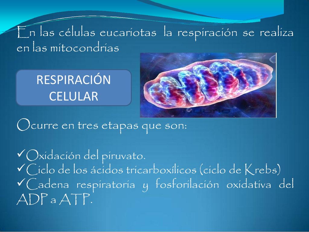 En las células eucariotas la respiración se realiza en las