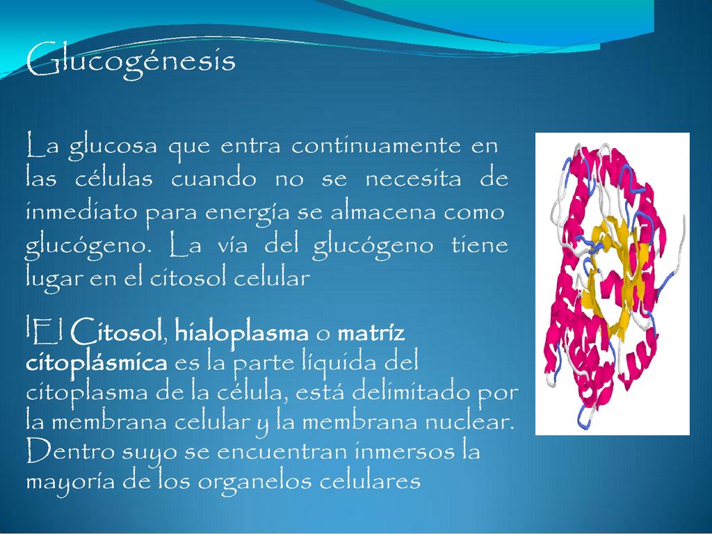 Glucogénesis La glucosa que entra continuamente en las células cuando