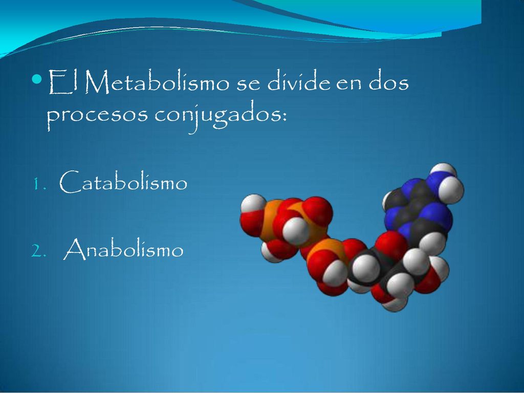procesos conjugados: en dos  El Metabolismo se divide 1. Catabolismo