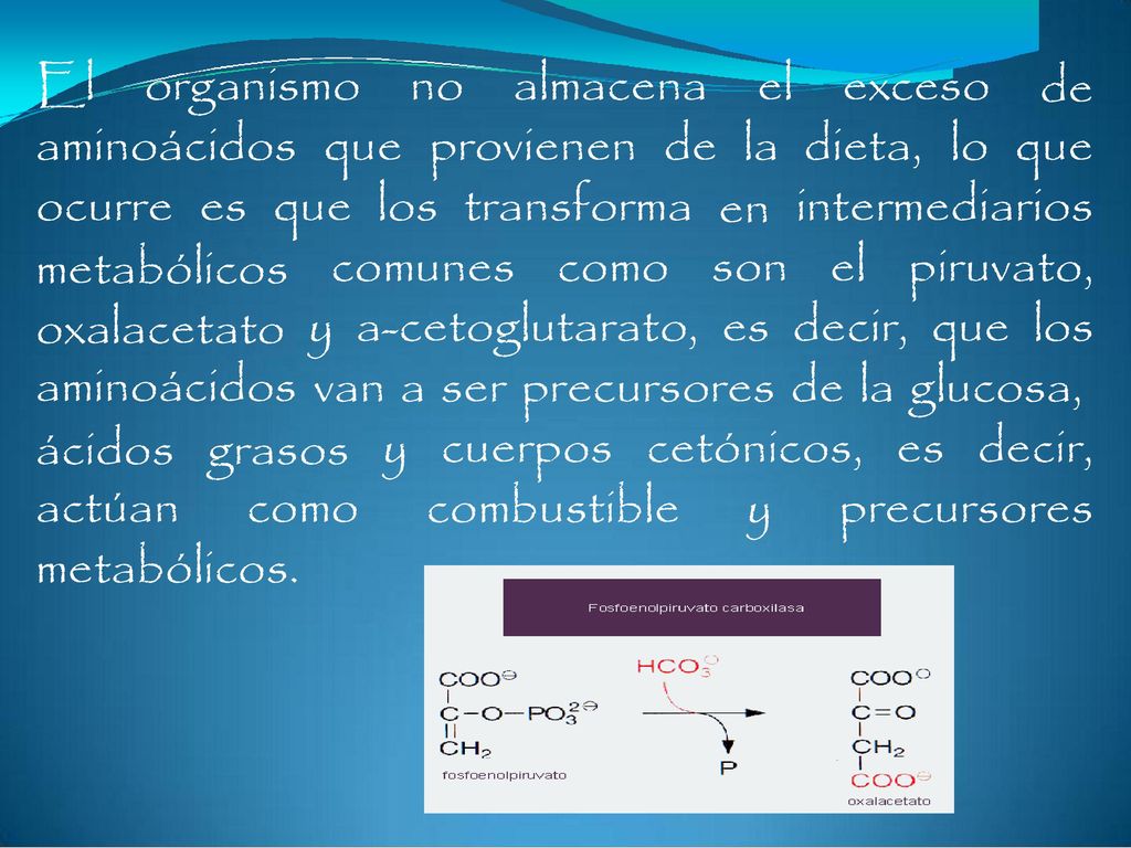 van a ser precursores de la glucosa, ácidos actúan grasos como