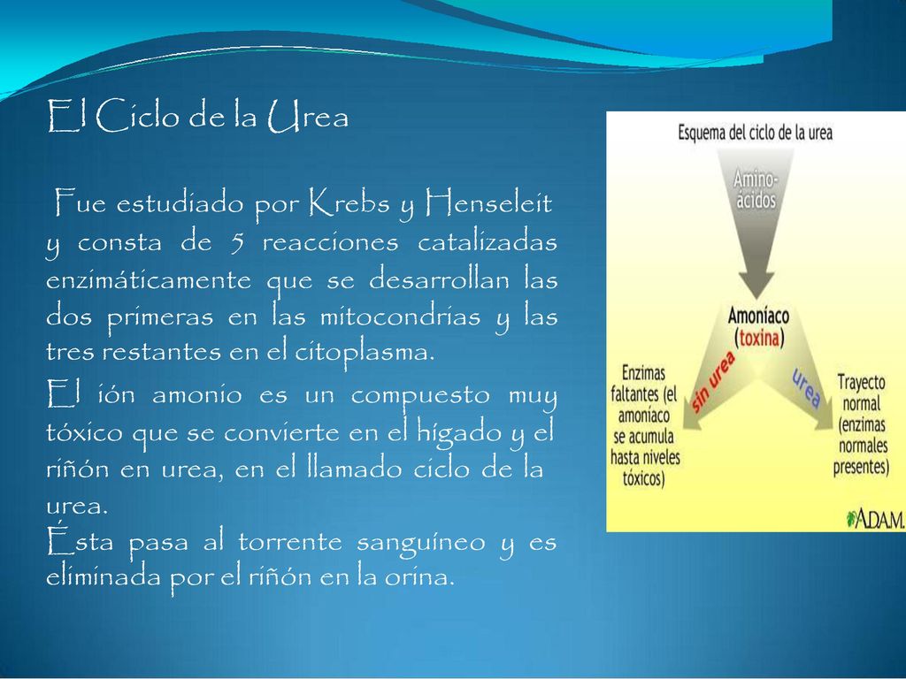 El Ciclo de la Urea Fue estudiado por Krebs y Henseleit y consta de
