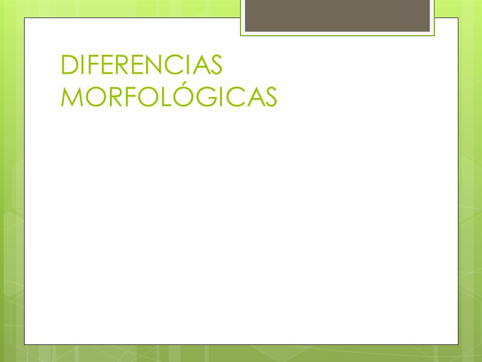 DIFERENCIAS MORFOLÓGICAS