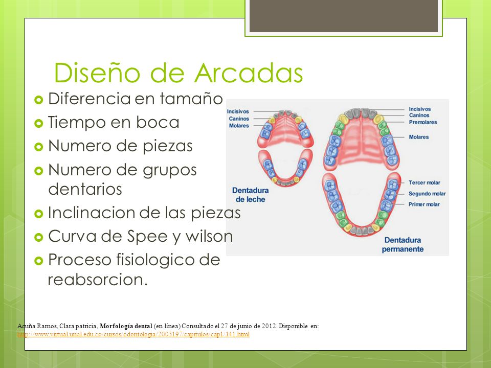 Diseño de Arcadas Diferencia en tamaño Tiempo en boca Numero de piezas