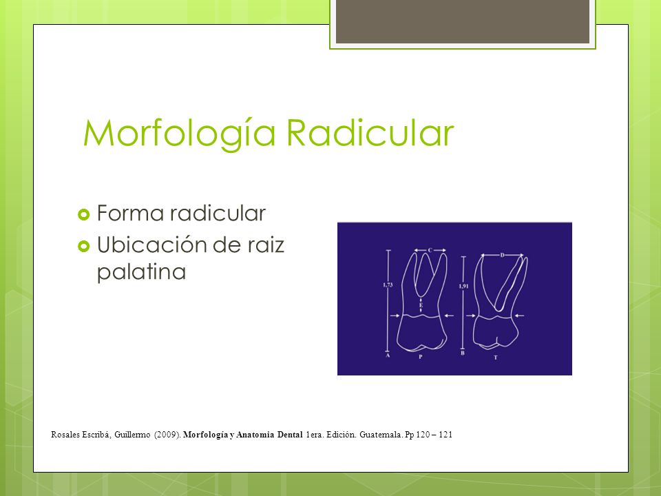 Morfología Radicular Forma radicular Ubicación de raiz palatina