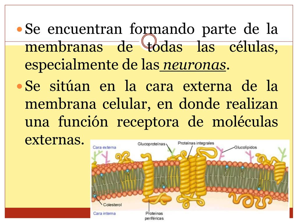 Se encuentran formando parte de la membranas de todas las células, especialmente de las neuronas.
