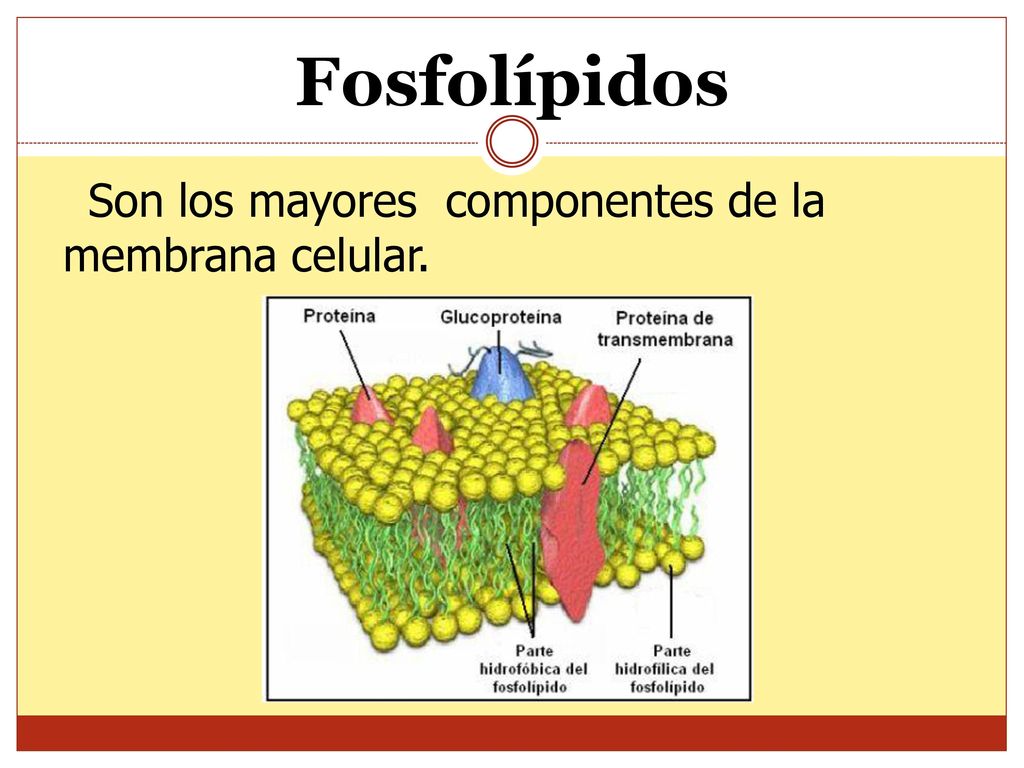 Fosfolípidos Son los mayores componentes de la membrana celular.