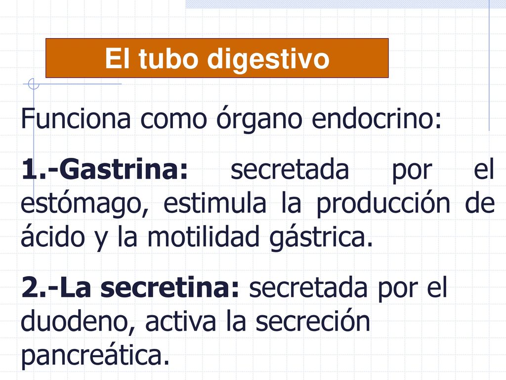 El tubo digestivo Funciona como órgano endocrino: 1.-Gastrina: secretada por el estómago, estimula la producción de ácido y la motilidad gástrica.