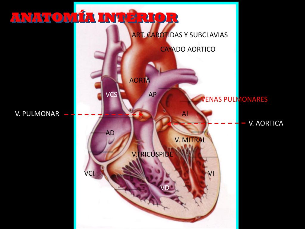 ANATOMÍA INTERIOR ART. CAROTIDAS Y SUBCLAVIAS CAYADO AORTICO AORTA VCS