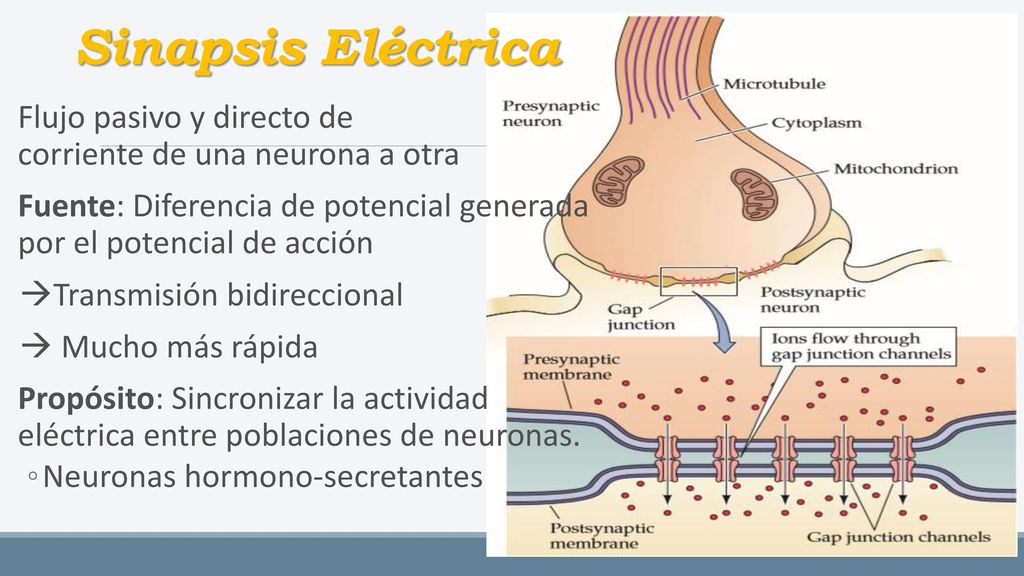 Sinapsis Eléctrica Flujo pasivo y directo de corriente de una neurona a otra.