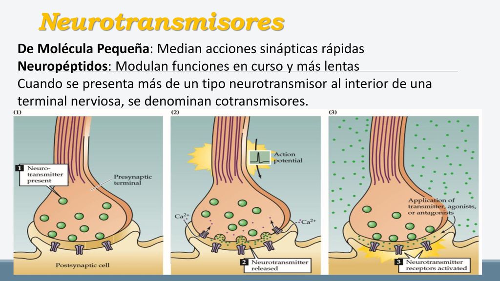 Neurotransmisores De Molécula Pequeña: Median acciones sinápticas rápidas. Neuropéptidos: Modulan funciones en curso y más lentas.