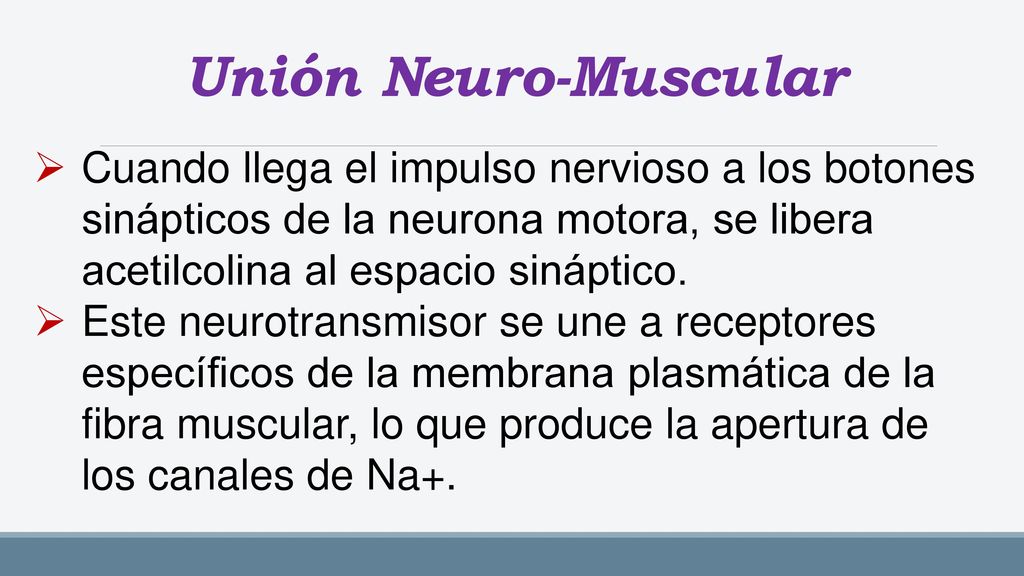 Unión Neuro-Muscular Cuando llega el impulso nervioso a los botones sinápticos de la neurona motora, se libera acetilcolina al espacio sináptico.