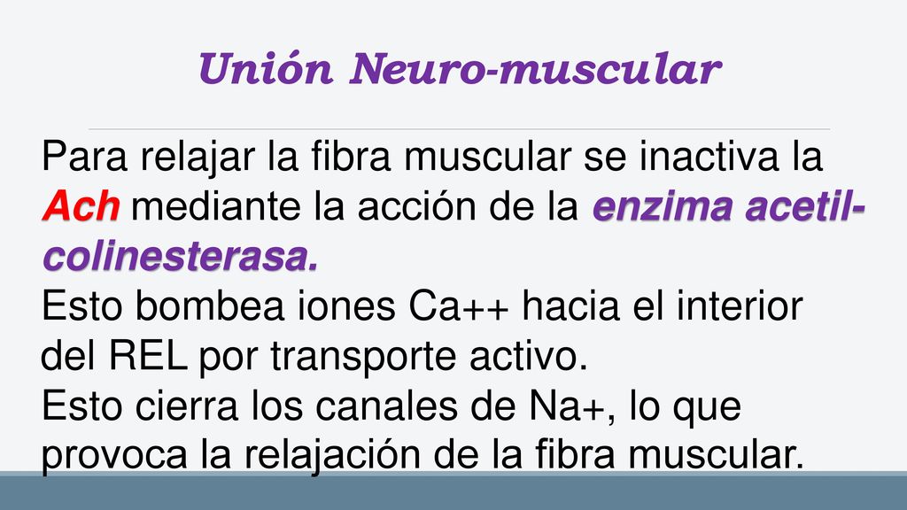 Unión Neuro-muscular Para relajar la fibra muscular se inactiva la Ach mediante la acción de la enzima acetil-colinesterasa.