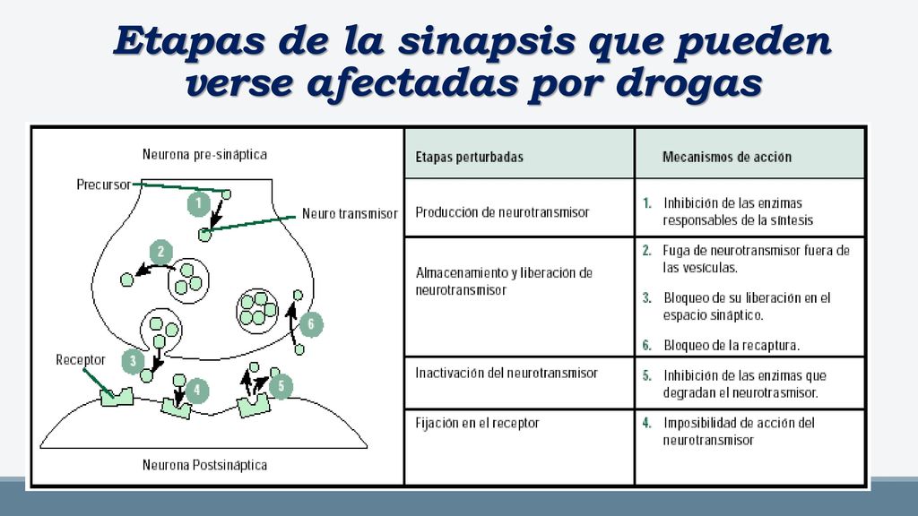 Etapas de la sinapsis que pueden verse afectadas por drogas