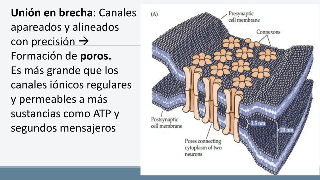 Unión en brecha: Canales apareados y alineados con precisión  Formación de poros.