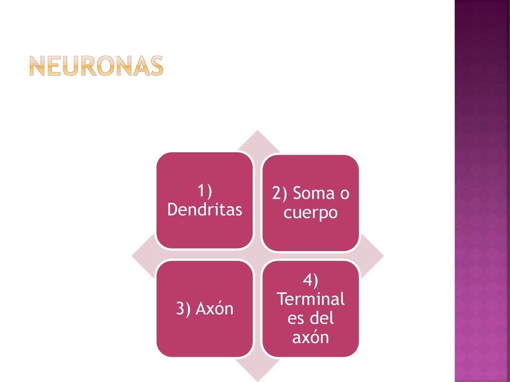 Neuronas 1) Dendritas 2) Soma o cuerpo 3) Axón 4) Terminales del axón