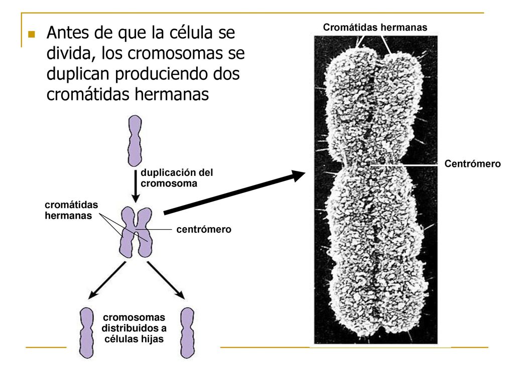 Antes de que la célula se divida, los cromosomas se duplican produciendo dos cromátidas hermanas