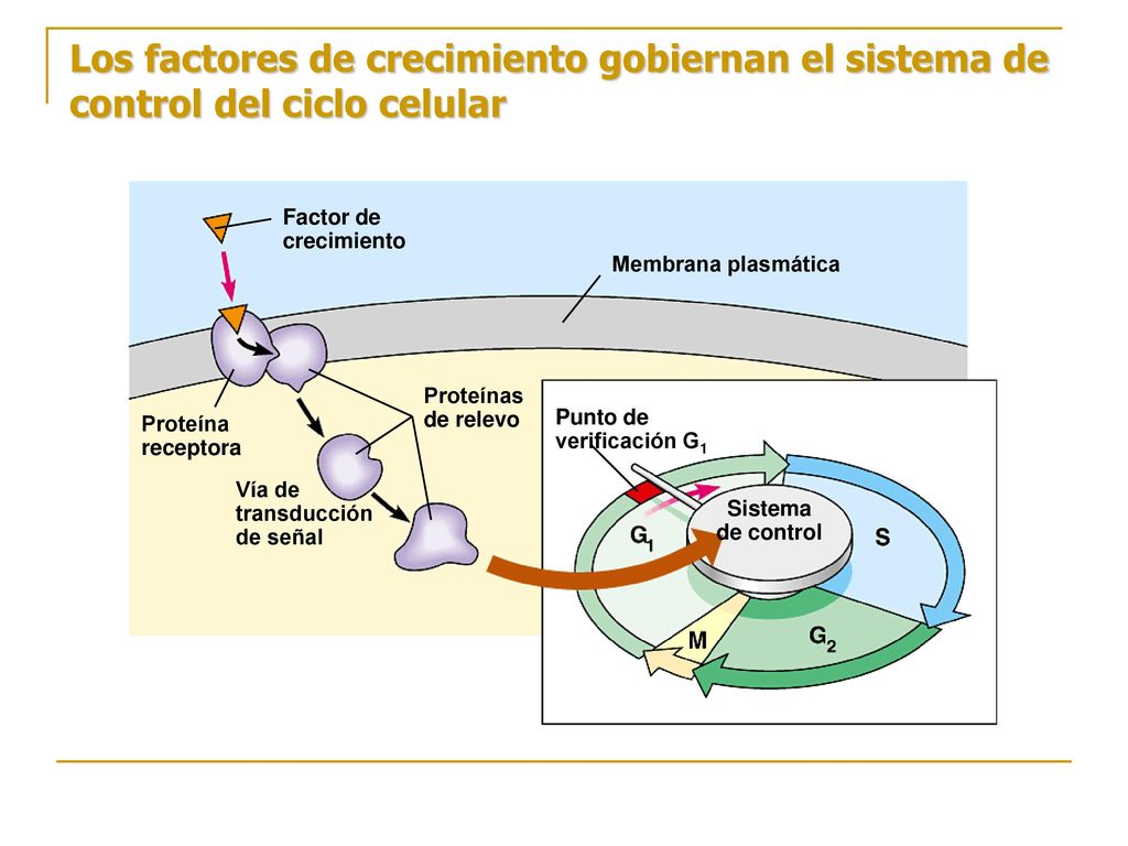 Los factores de crecimiento gobiernan el sistema de control del ciclo celular