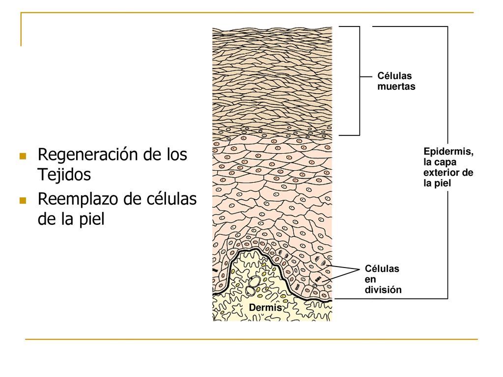 Regeneración de los Tejidos Reemplazo de células de la piel