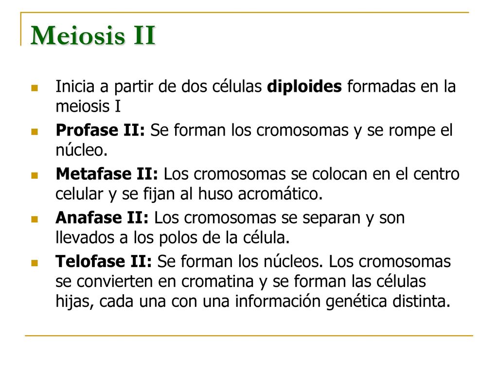 Meiosis II Inicia a partir de dos células diploides formadas en la meiosis I. Profase II: Se forman los cromosomas y se rompe el núcleo.